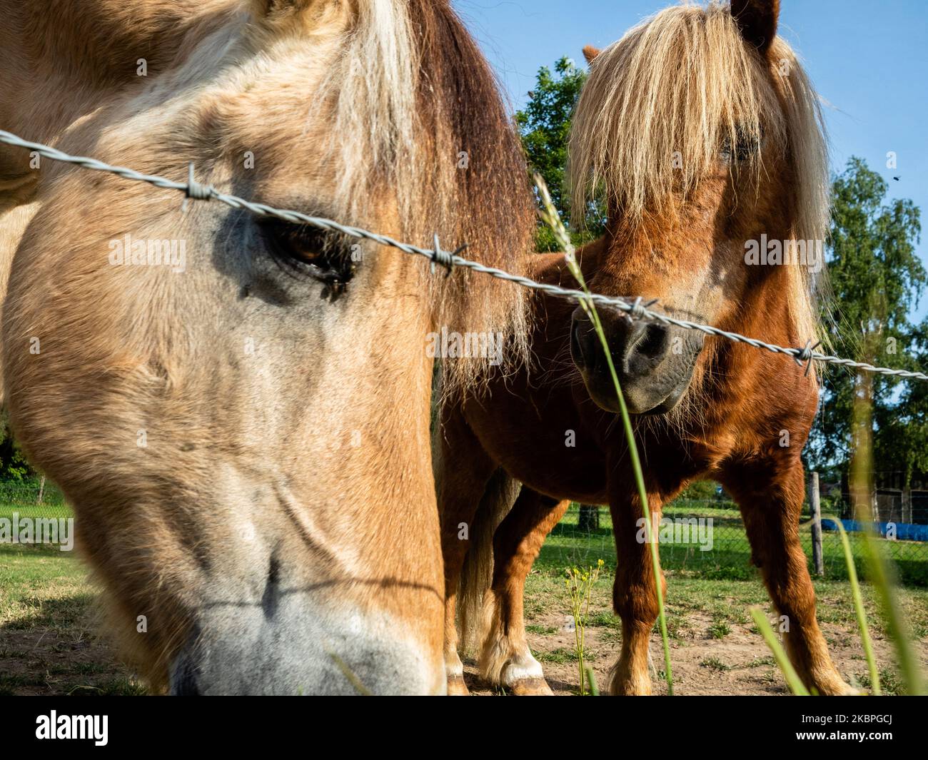 A horse and his child are spending their time during a very warm morning in the Ooij, close to Nijmegen on May 31st, 2020. (Photo by Romy Arroyo Fernandez/NurPhoto) Stock Photo