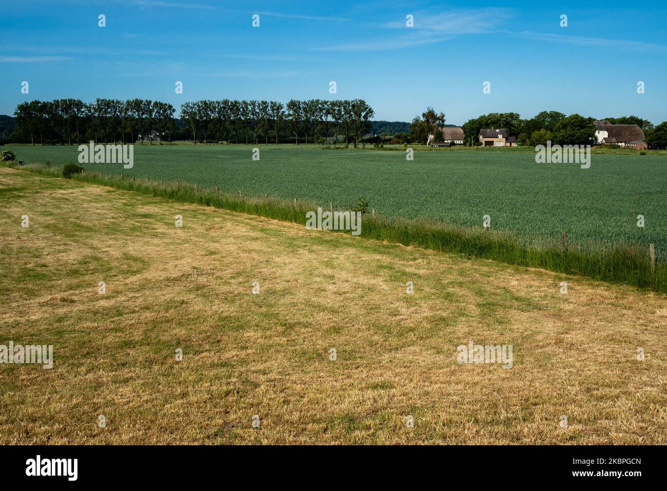 A view of two fields one very dry and another greener, where the farmer has used a sprinkler system to irrigate his field, at the Ooij close to Nijmegen, on May 31st, 2020. (Photo by Romy Arroyo Fernandez/NurPhoto) Stock Photo