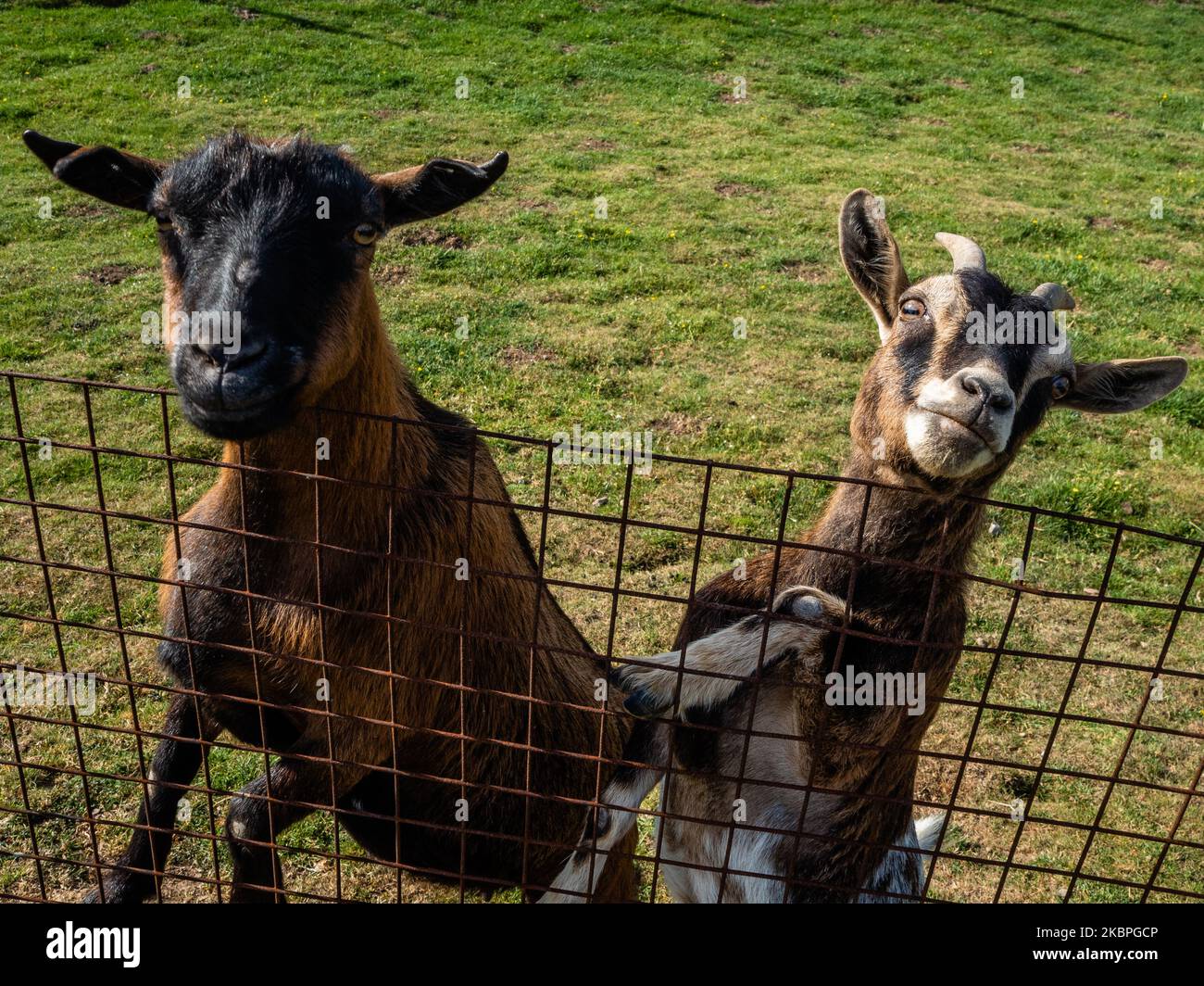 Two goats are seen greeting people passing by, at the Ooij close to Nijmegen, on May 31st, 2020. (Photo by Romy Arroyo Fernandez/NurPhoto) Stock Photo