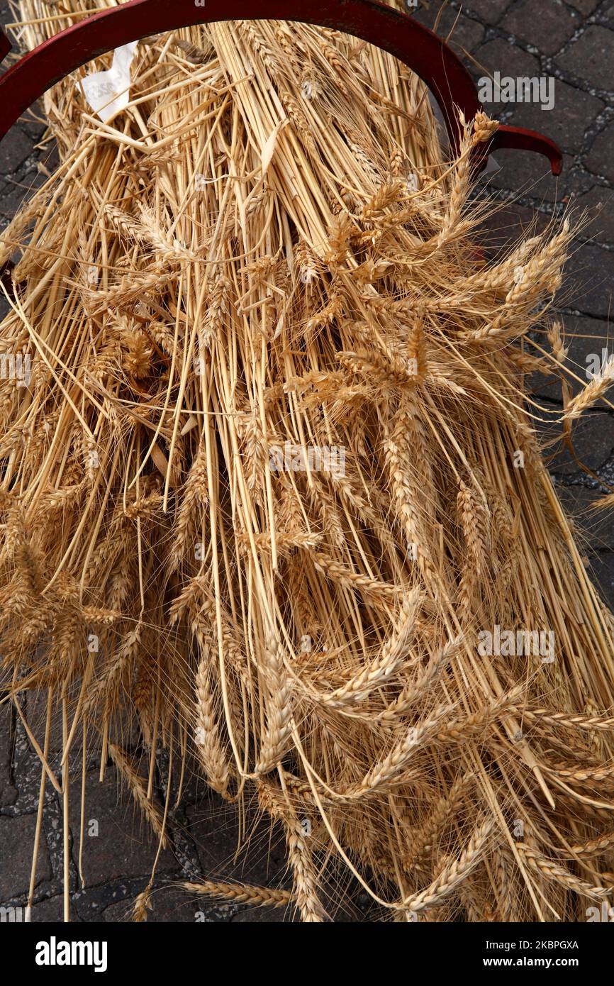 Italy Emilia Romagna Novafeltria: Festa della vendemmia e dei frutti d'autunno . Farine di grani | Italy Emilia Romagna Novafeltria: Feast of the grape harvest and autumn fruits. Wheat floursantichi Stock Photo