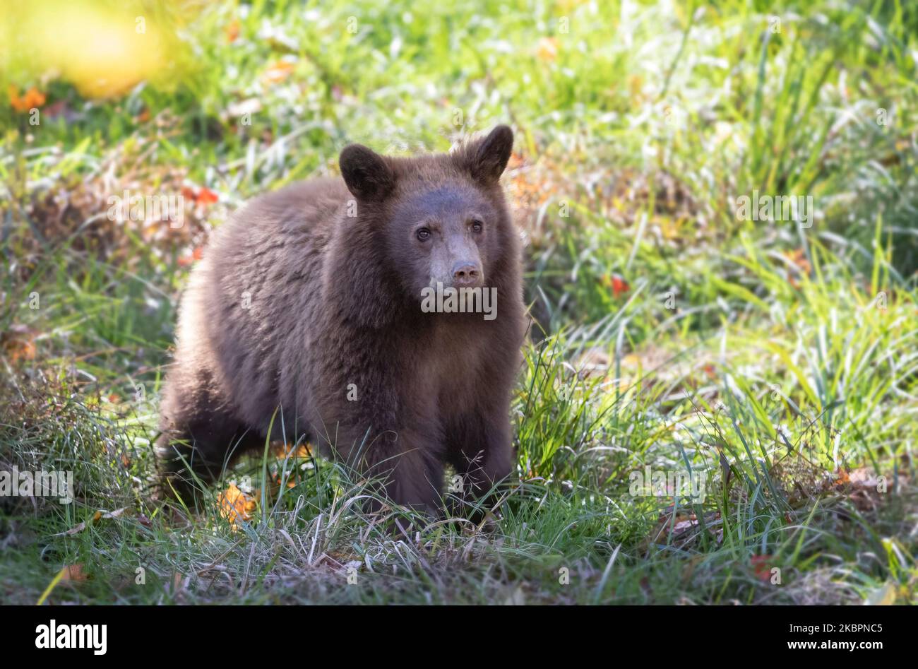 Cinnamon bear cub sitting in the grass in autumn in Canada Stock Photo
