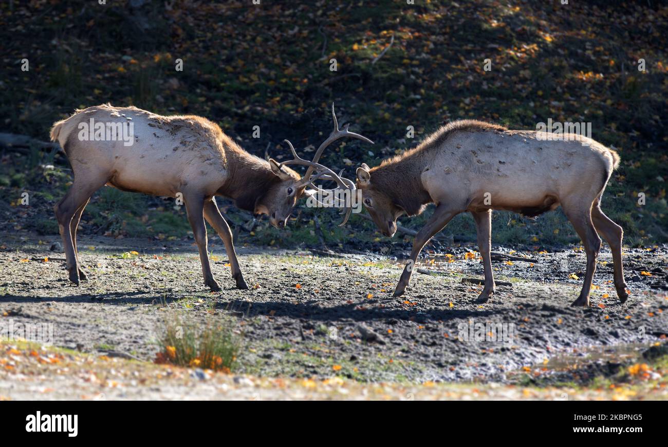 Two Bull elk stags with large antlers fighting with each other on a cool autumn day in Canada Stock Photo