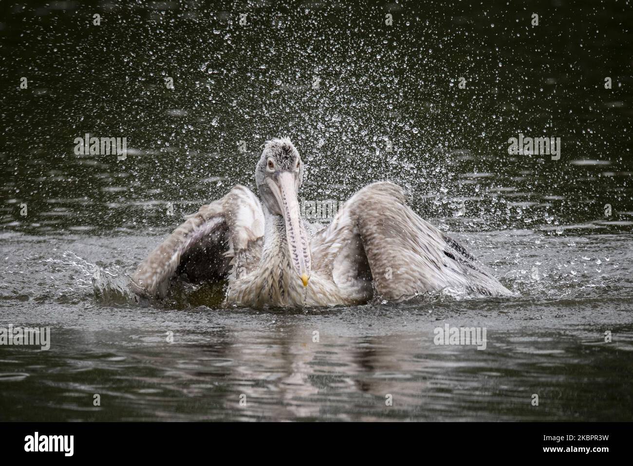 A spot-billed pelican is playing in the lake at Hlawga National Park on the United Nations' World Environment Day, on the outskirts of Yangon on June 5, 2020. World Environment Day, which encourages worldwide awareness and action for the protection of the environment. The theme for this year is “Biodiversity”. Hlawga National Park was created as an environmental education center in 1982. It is home to 25 species of mammals, 9 species of reptiles, 54 species of amphibians, 192 species of birds, 103 species of butterfly and 23 species of fish. (Photo by Shwe Paw Mya Tin/NurPhoto) Stock Photo