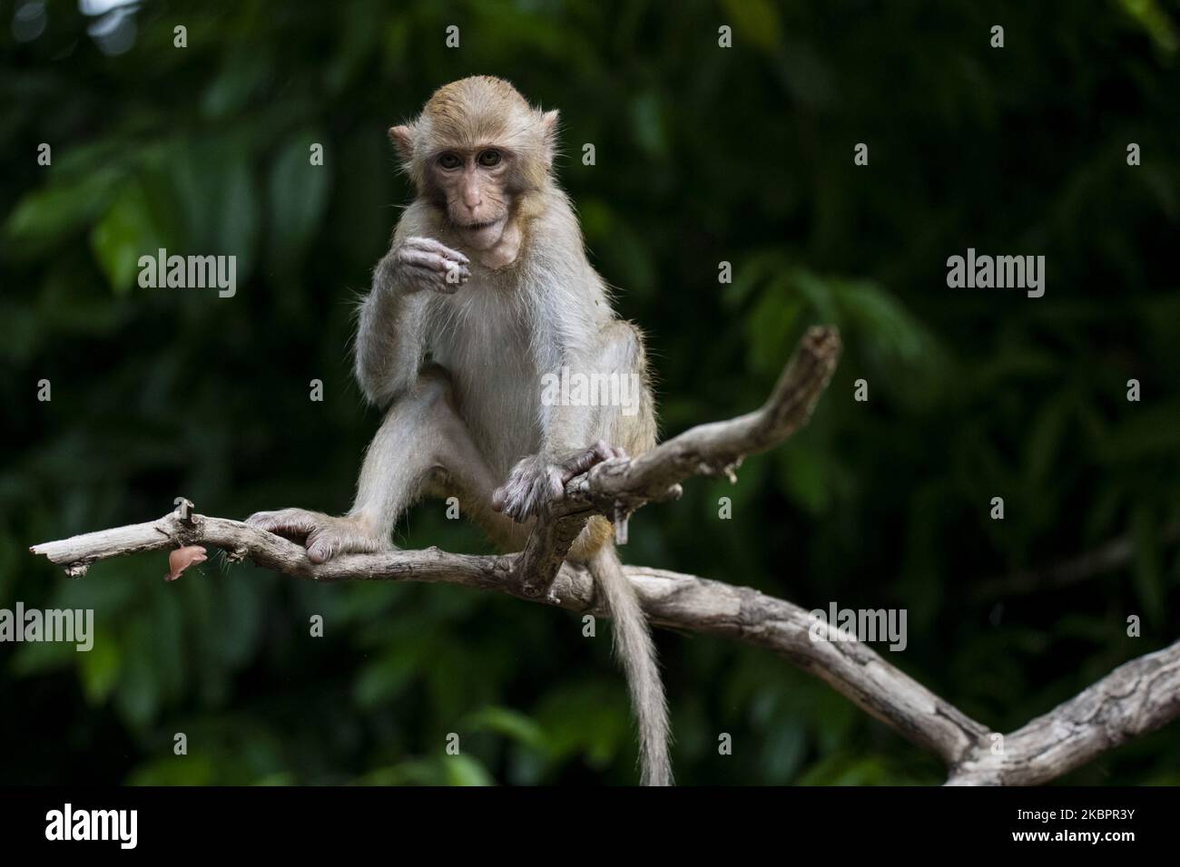 A rhesus monkey is seen at Hlawga National Park on the United Nations' World Environment Day, on the outskirts of Yangon on June 5, 2020. World Environment Day, which encourages worldwide awareness and action for the protection of the environment. The theme for this year is “Biodiversity”. Hlawga National Park was created as an environmental education center in 1982. It is home to 25 species of mammals, 9 species of reptiles, 54 species of amphibians, 192 species of birds, 103 species of butterfly and 23 species of fish. (Photo by Shwe Paw Mya Tin/NurPhoto) Stock Photo
