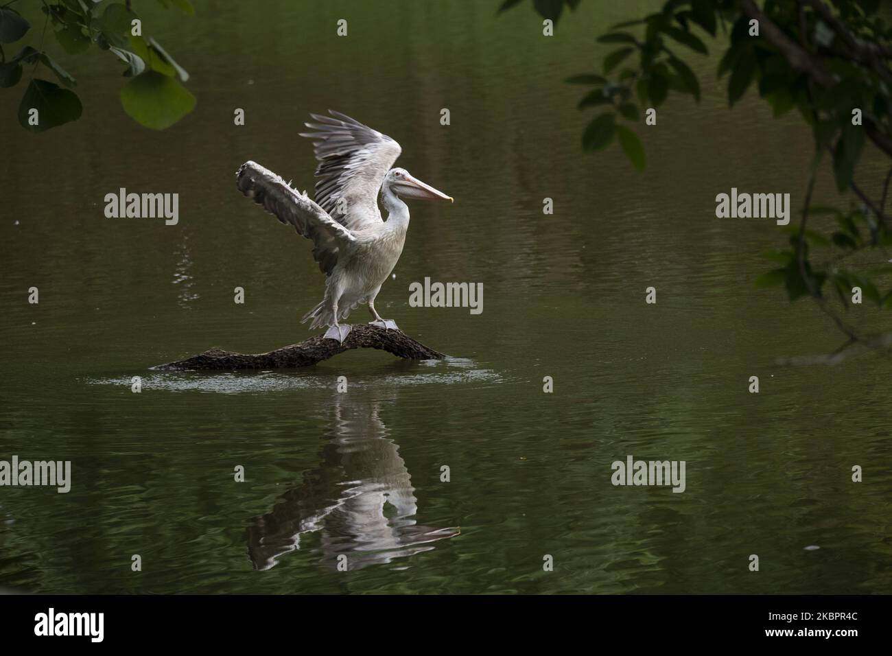 A spot-billed pelican is seen at Hlawga National Park on the United Nations' World Environment Day, on the outskirts of Yangon on June 5, 2020. World Environment Day, which encourages worldwide awareness and action for the protection of the environment. The theme for this year is “Biodiversity”. Hlawga National Park was created as an environmental education center in 1982. It is home to 25 species of mammals, 9 species of reptiles, 54 species of amphibians, 192 species of birds, 103 species of butterfly and 23 species of fish. (Photo by Shwe Paw Mya Tin/NurPhoto) Stock Photo