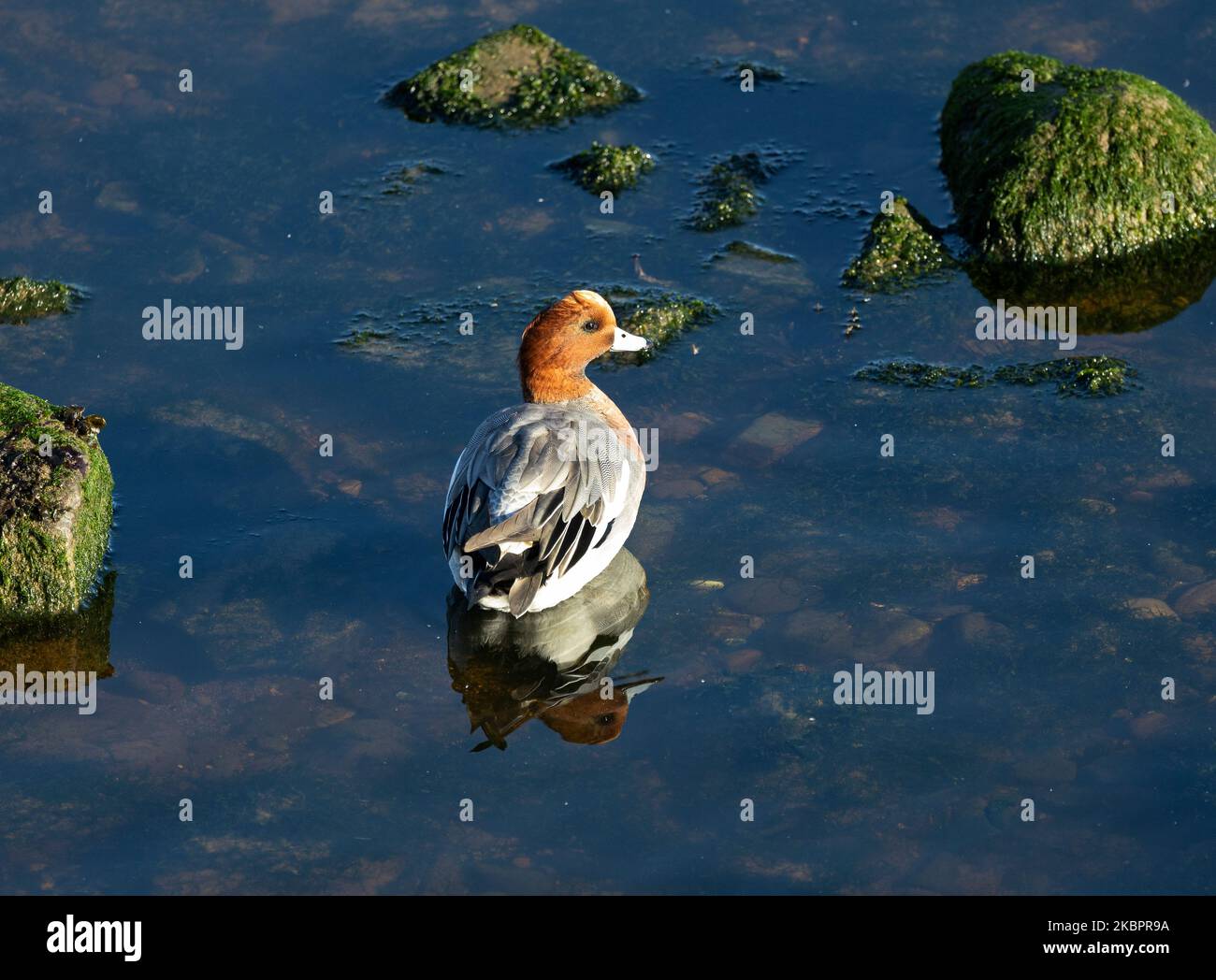 Light refraction duck hi-res stock photography and images - Alamy