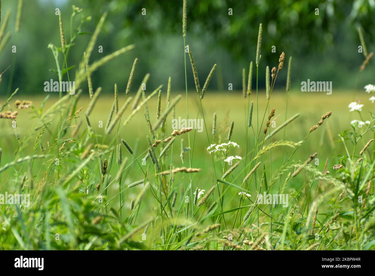 Various wild grasses in a summer meadow, June day Stock Photo
