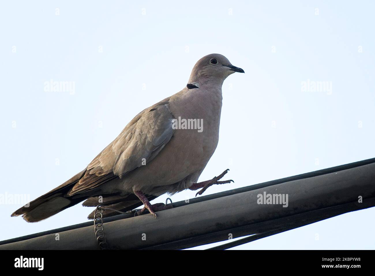 Collared dove also known as oriental dove 'Streptopelia decaocto', southern Italy. Stock Photo