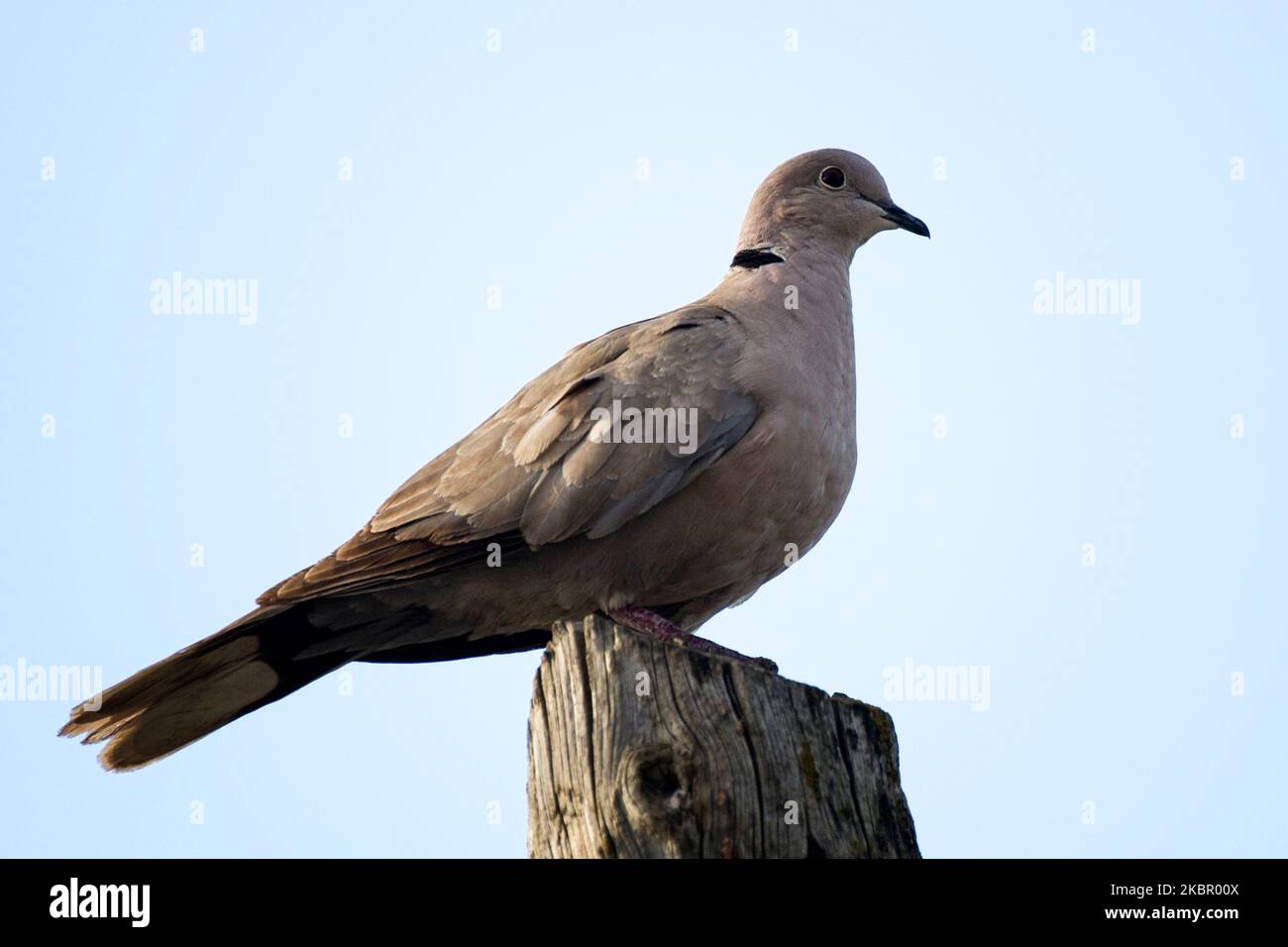 Collared dove also known as oriental dove 'Streptopelia decaocto', southern Italy. Stock Photo
