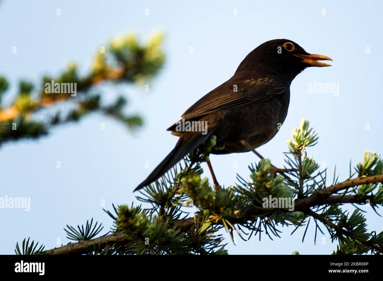 Blackbird bird 'Turdus merula' resting on a pine, southern Italy. Stock Photo