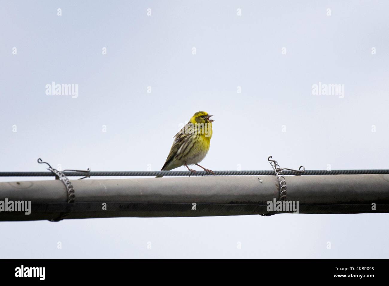 Passerine bird Serin 'Serinus serinus' resting on a telephone wire, southern Italy. Stock Photo