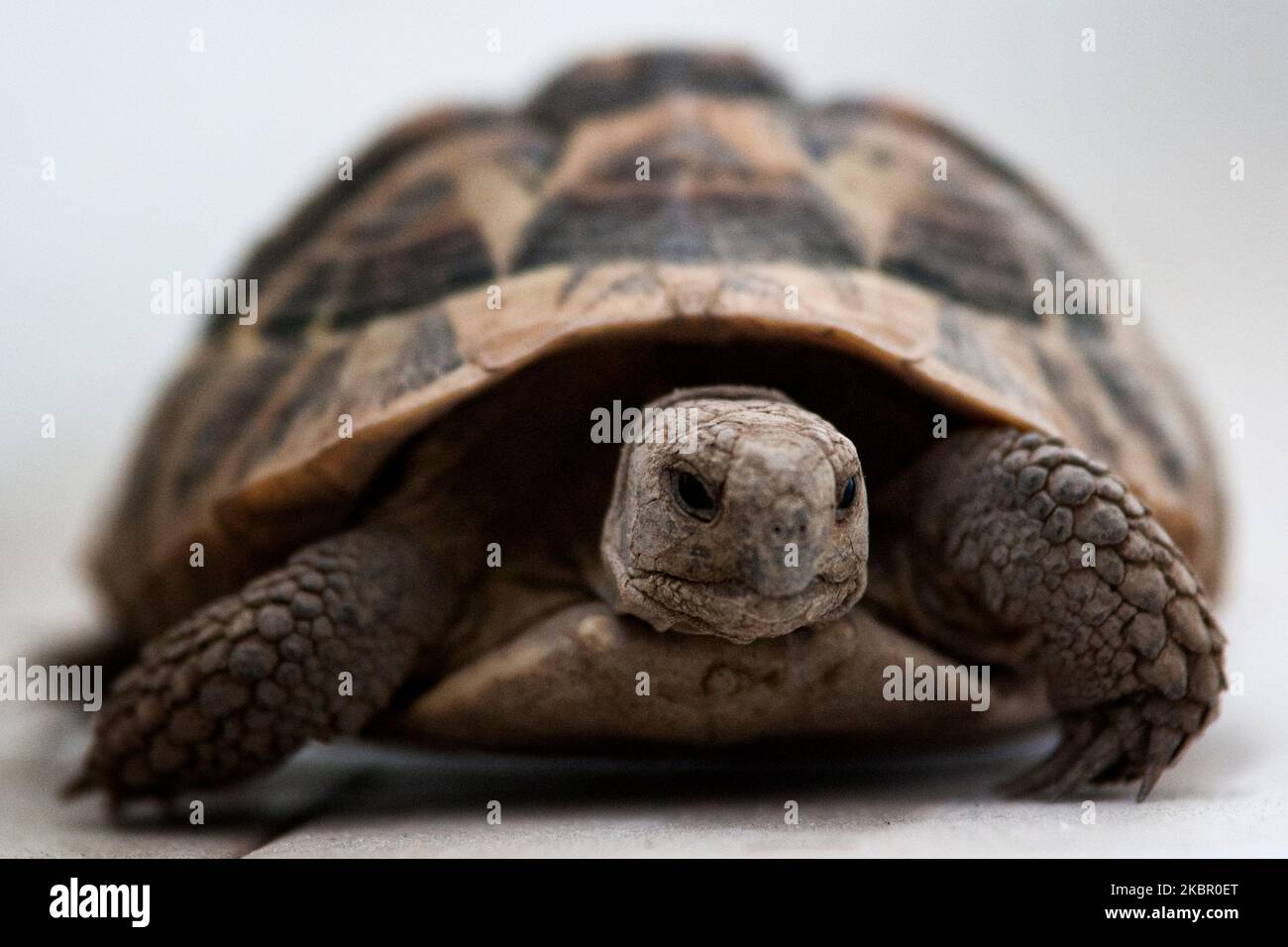 Land tortoise also called Hermann's tortoise, belonging to the reptile family, southern Italy. Stock Photo