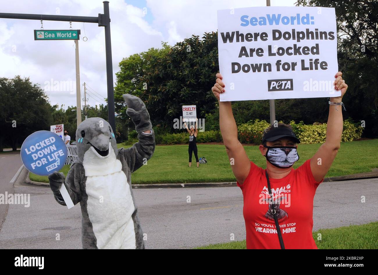 Visitors to SeaWorld Orlando are met by PETA activists protesting the theme park's treatment of killer whales and dolphins as the attraction reopens after closing in March due to the coronavirus pandemic on June 11, 2020 in Orlando, Florida, USA. All guests are required to wear face masks and submit to temperature checks. (Photo by Paul Hennessy/NurPhoto) Stock Photo