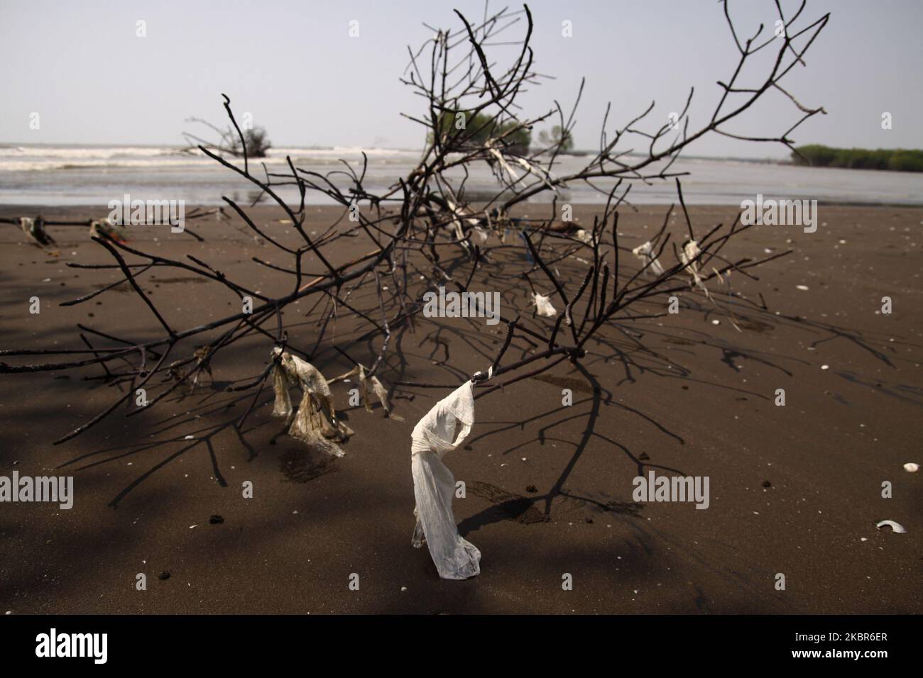 Plastic waste are seen stucks in the mangrove trunk after being carried by sea waves and stranded at Pantai Bahagia, Muara Gembong sub-district, Bekasi regency, West Java province, on June 13, 2020. According to the research reports from the Indonesian Institute of Sciences (LIPI), released in 2018, the amount of plastic waste in the Indonesian sea reaches 100.000 - 400.000 tons per year, with an average coastline spread of arround 1.71 pieces per square meter with an average weight of 46.55 grams per square meter. While the highest average plastic waste was found on the coast of Sulawesi, rea Stock Photo