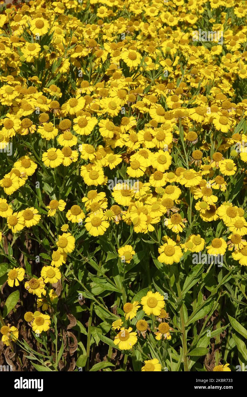 Yellow, Garden, Flowers, Heleniums, Perennial, Plants, Blooming, Helenium Butterpat, Mid-summer Stock Photo