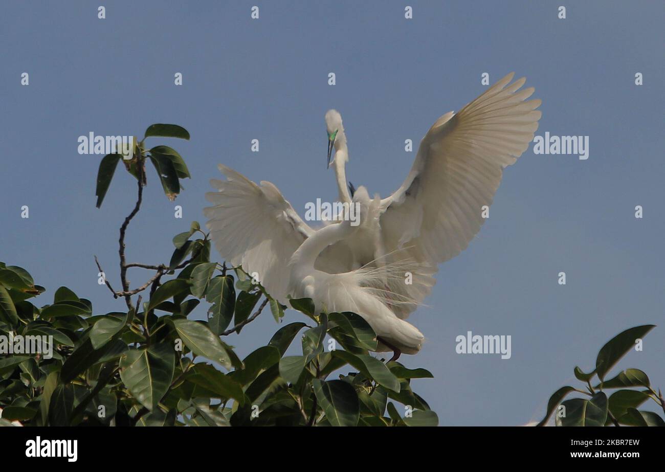 Egret birds are seen on the way side tree branches as they assembly and ...