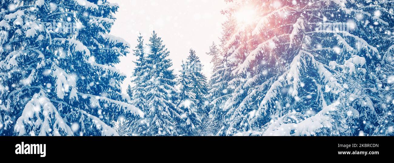 Tree spruce fir in magic hi-res stock photography and images - Alamy