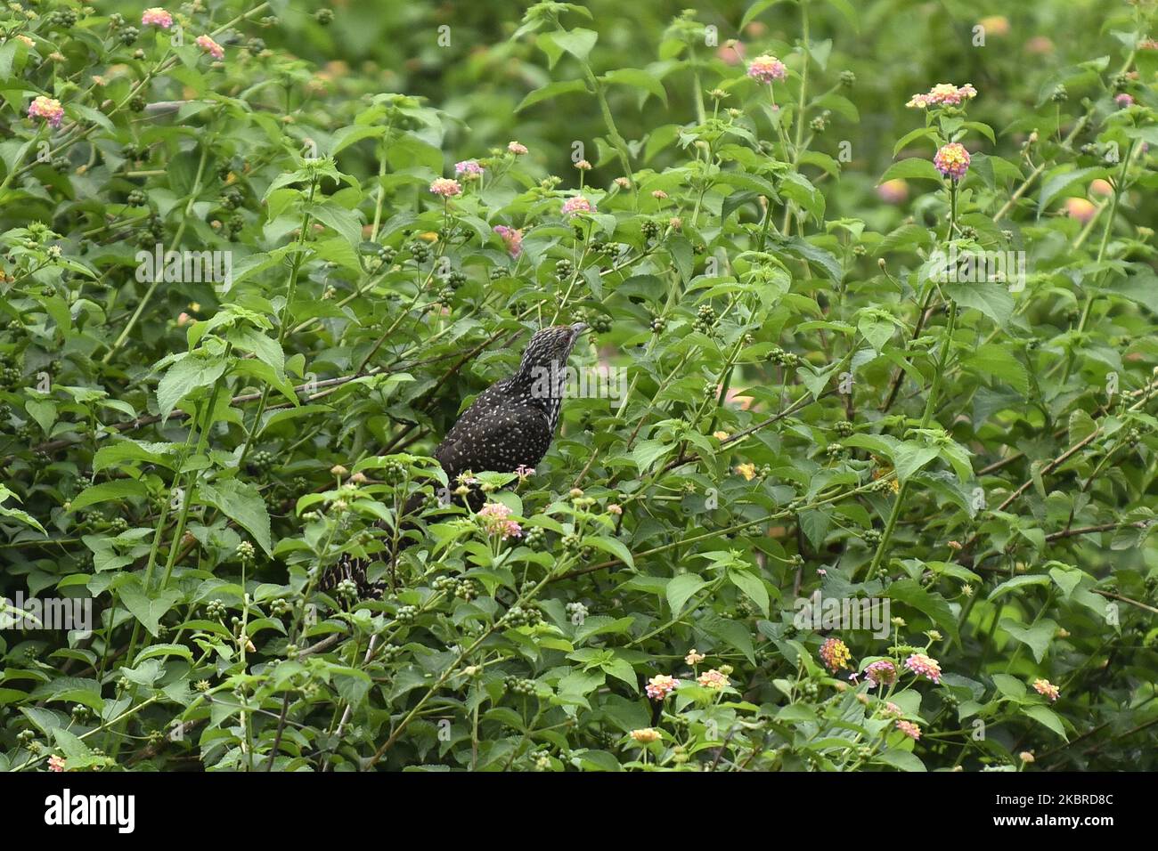 Juveniles Asian Koel Female seen in the bush tree during partial ongoing nationwide lockdown as concerns about the spread of Corona Virus (COVID-19) at Kirtipur, Kathmandu, Nepal on Saturday, June 20, 2020. (Photo by Narayan Maharjan/NurPhoto) Stock Photo