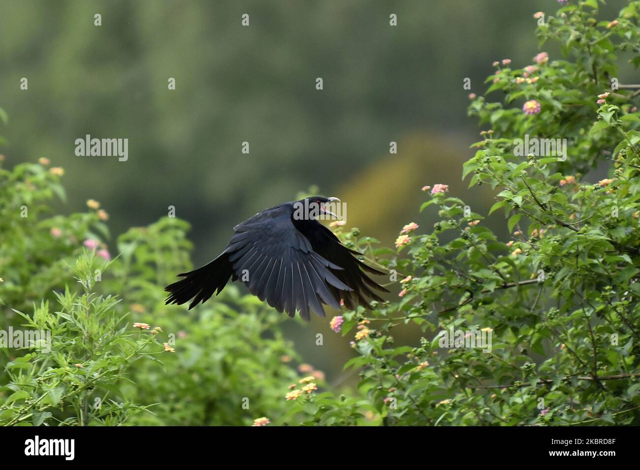 Juveniles Asian Koel Male seen in the bush tree during partial ongoing nationwide lockdown as concerns about the spread of Corona Virus (COVID-19) at Kirtipur, Kathmandu, Nepal on Saturday, June 20, 2020. (Photo by Narayan Maharjan/NurPhoto) Stock Photo