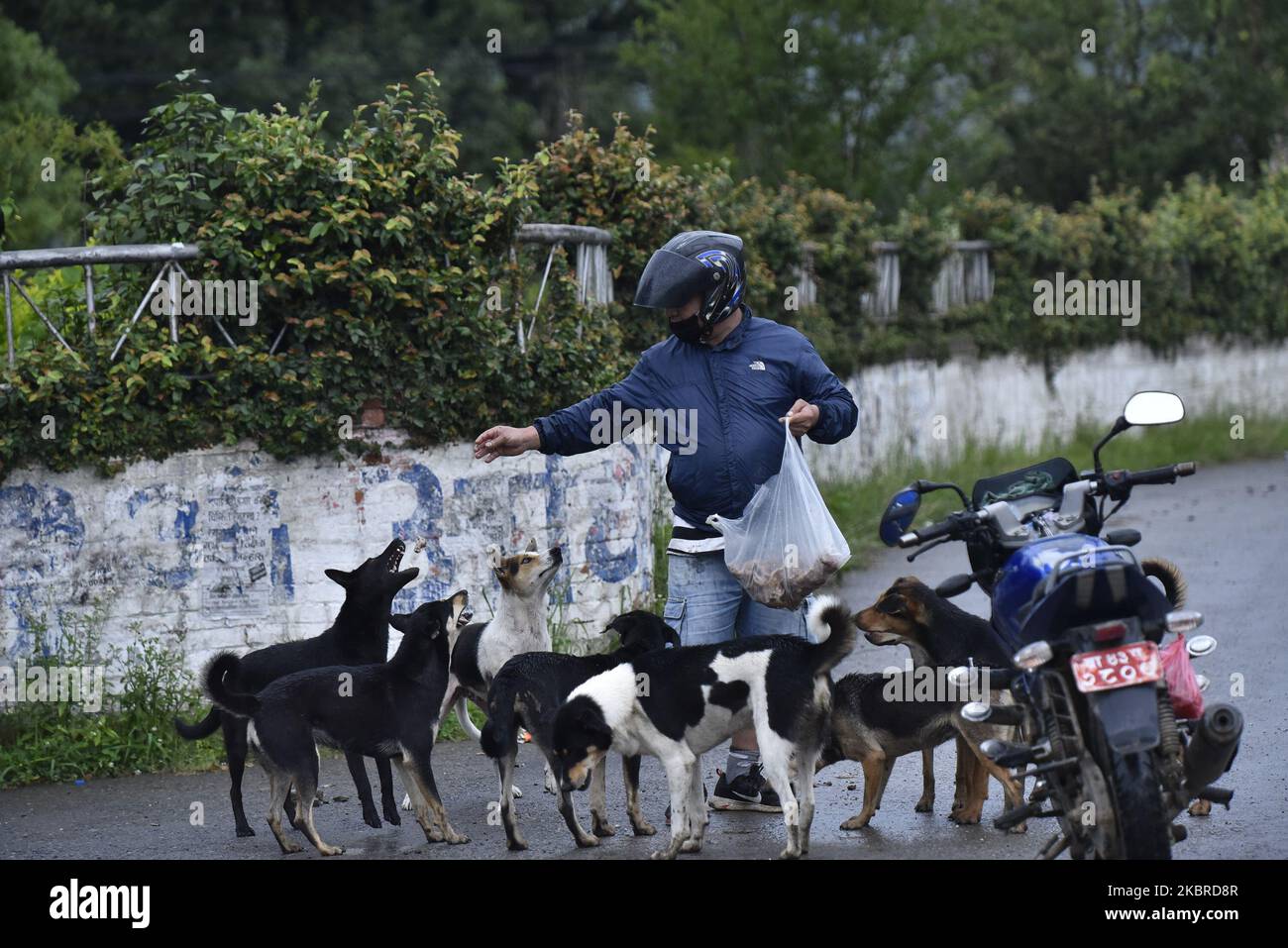 A Man feeding street dogs during partial ongoing nationwide lockdown as concerns about the spread of Corona Virus (COVID-19) at Kirtipur, Kathmandu, Nepal on Saturday, June 20, 2020. (Photo by Narayan Maharjan/NurPhoto) Stock Photo