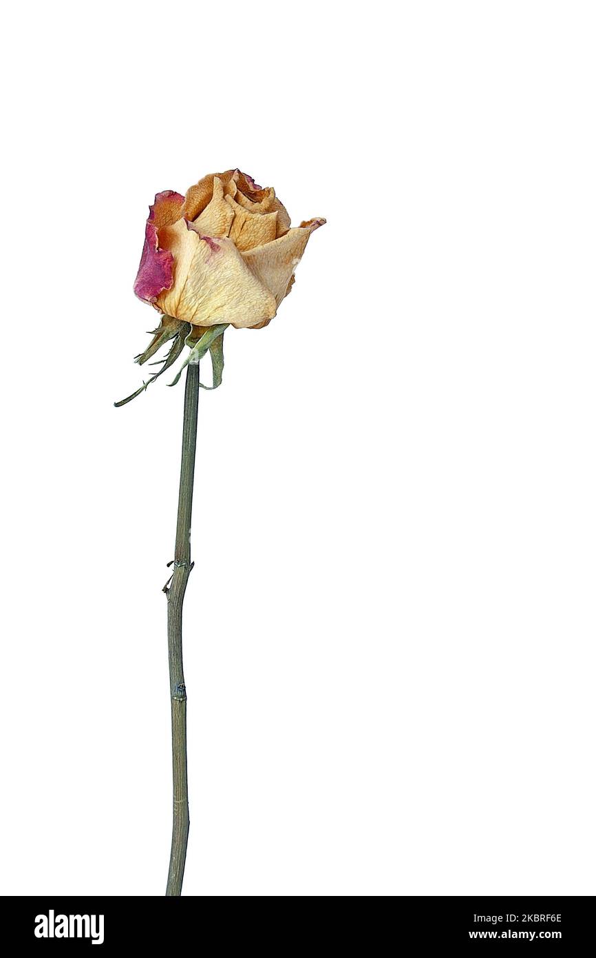 Withered Rose isolated against white background Stock Photo - Alamy