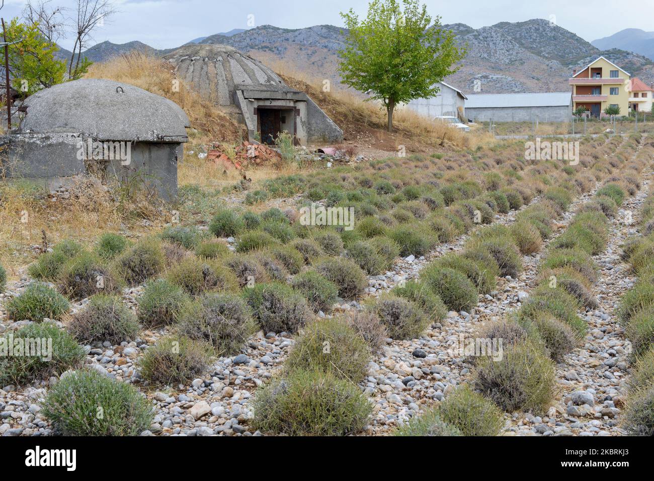 ALBANIA, Shkodra, farming of herbal and medical plants, Lavender field and old bunker from Enver Hoxha communist time, farmer using them today as store / ALBANIEN, Shkoder, Anbau von Heil- und Gewuerzpflanzen, Lavendel Feld und alte Bunker aus der kommunistischen Zeit von Enver Hoxha, Bauern nutzen die Betonbunker heute als Lager etc. Stock Photo