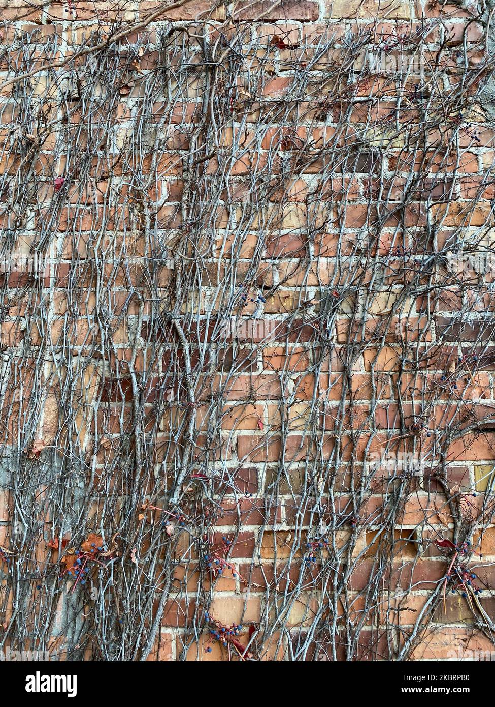 Old brick wall with vines Stock Photo Alamy