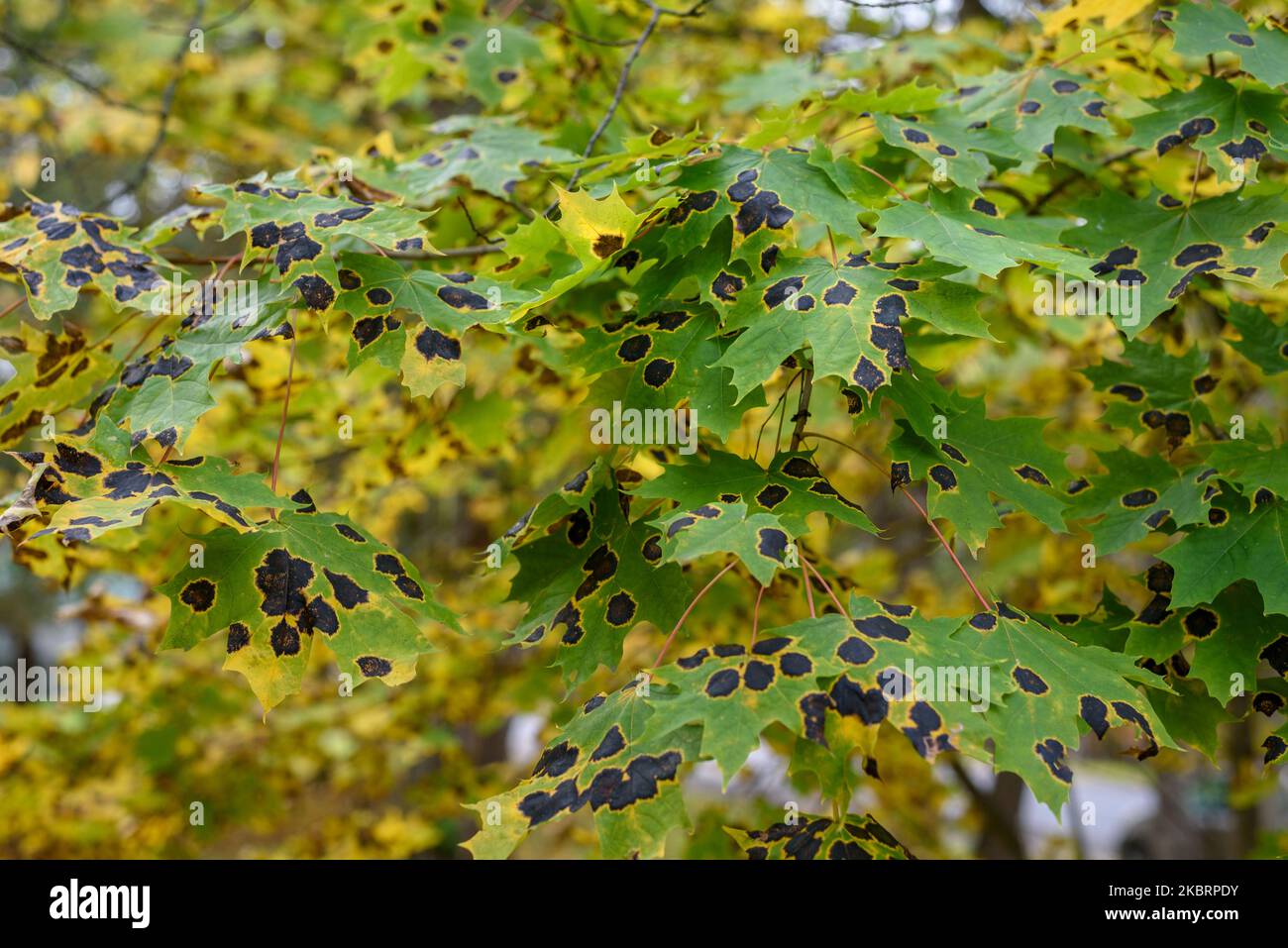 Maple leaves with Rhytisma tar spots in autumn Stock Photo