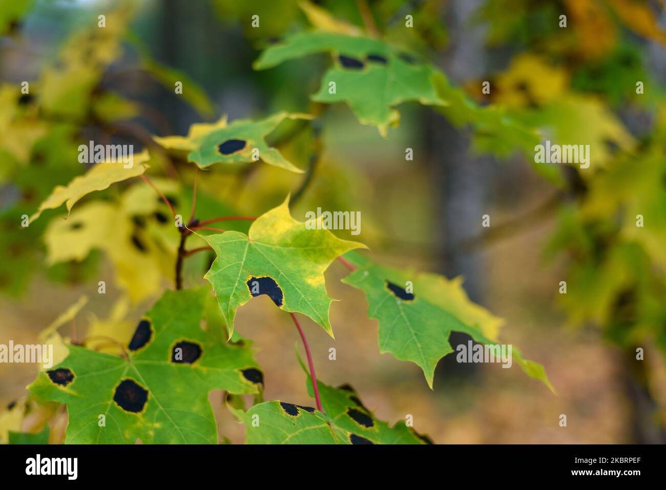 Maple leaves with Rhytisma tar spots in autumn Stock Photo