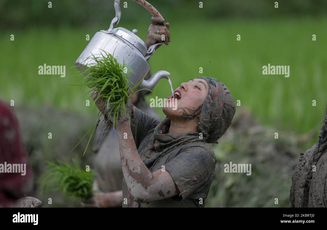 Plantinf rice crops hi-res stock photography and images - Alamy
