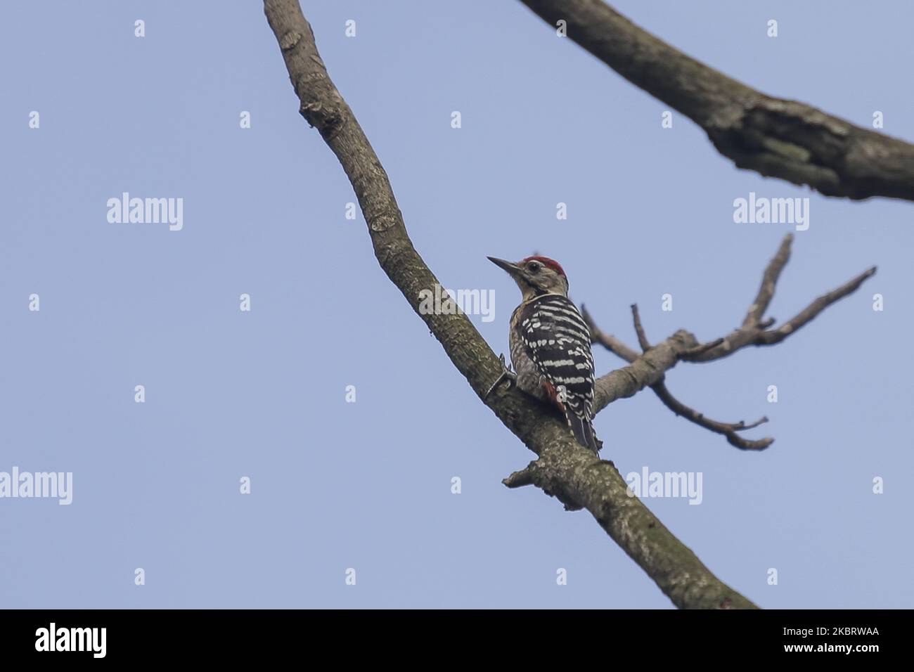 Fulvous-breasted woodpecker is seen on a tree at the village on the outskirts of Kathmandu, Nepal on June 29, 2020. Fulvous-breasted woodpecker is a species of bird in the family Picidae. It is found in Nepal, India, Bangladesh, Bhutan, and Myanmar. (Photo by Sunil Pradhan/NurPhoto) Stock Photo