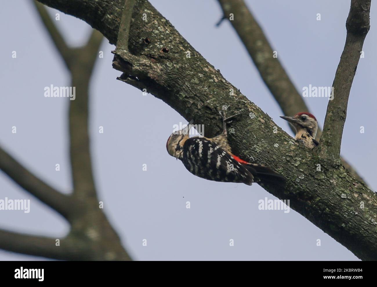 Fulvous-breasted woodpecker is seen on a tree at the village on the outskirts of Kathmandu, Nepal on June 29, 2020. Fulvous-breasted woodpecker is a species of bird in the family Picidae. It is found in Nepal, India, Bangladesh, Bhutan, and Myanmar. (Photo by Sunil Pradhan/NurPhoto) Stock Photo