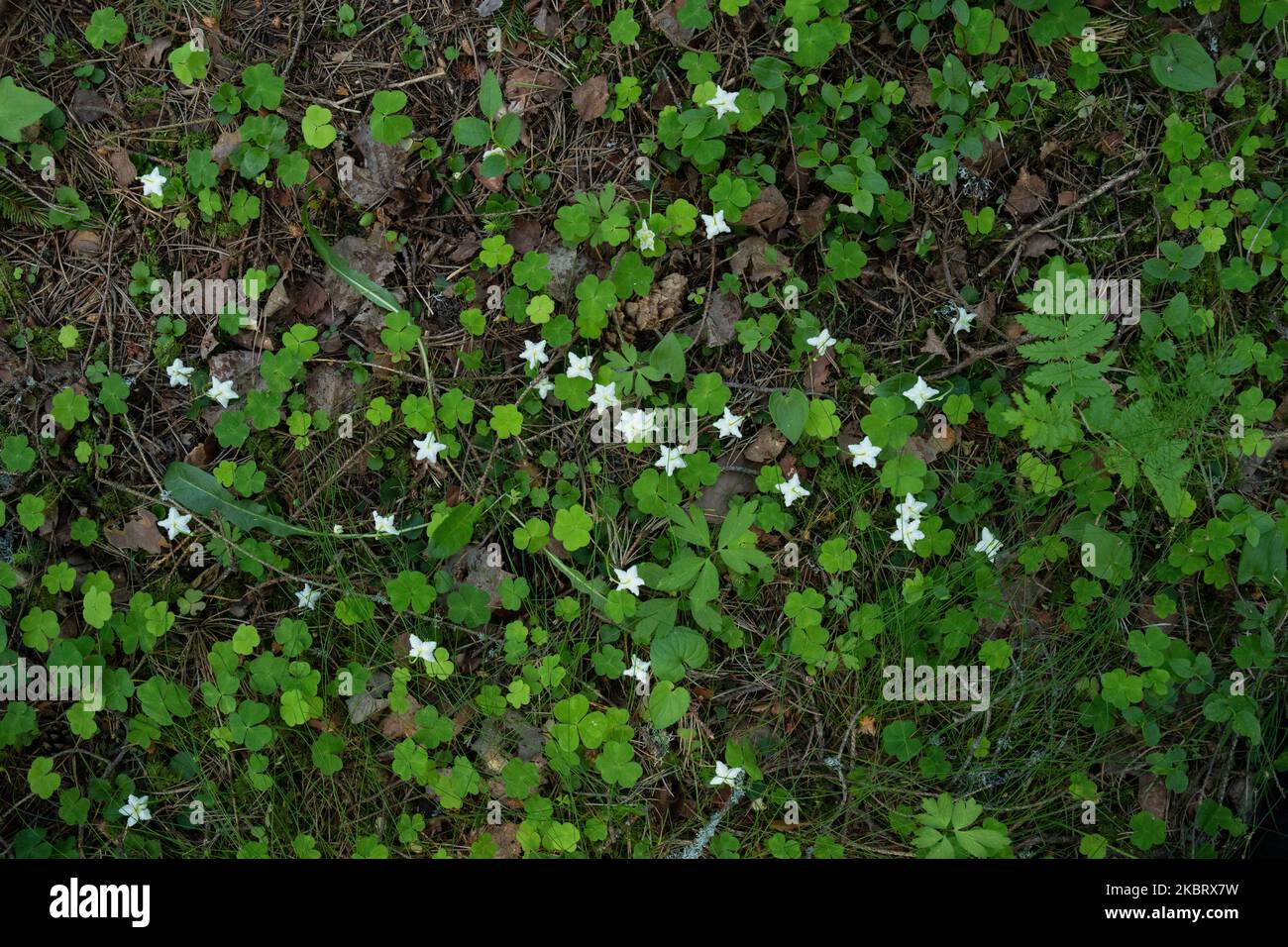 A carpet of One-flowered wintergreens blooming in their environment in a boreal forest in Estonia Stock Photo