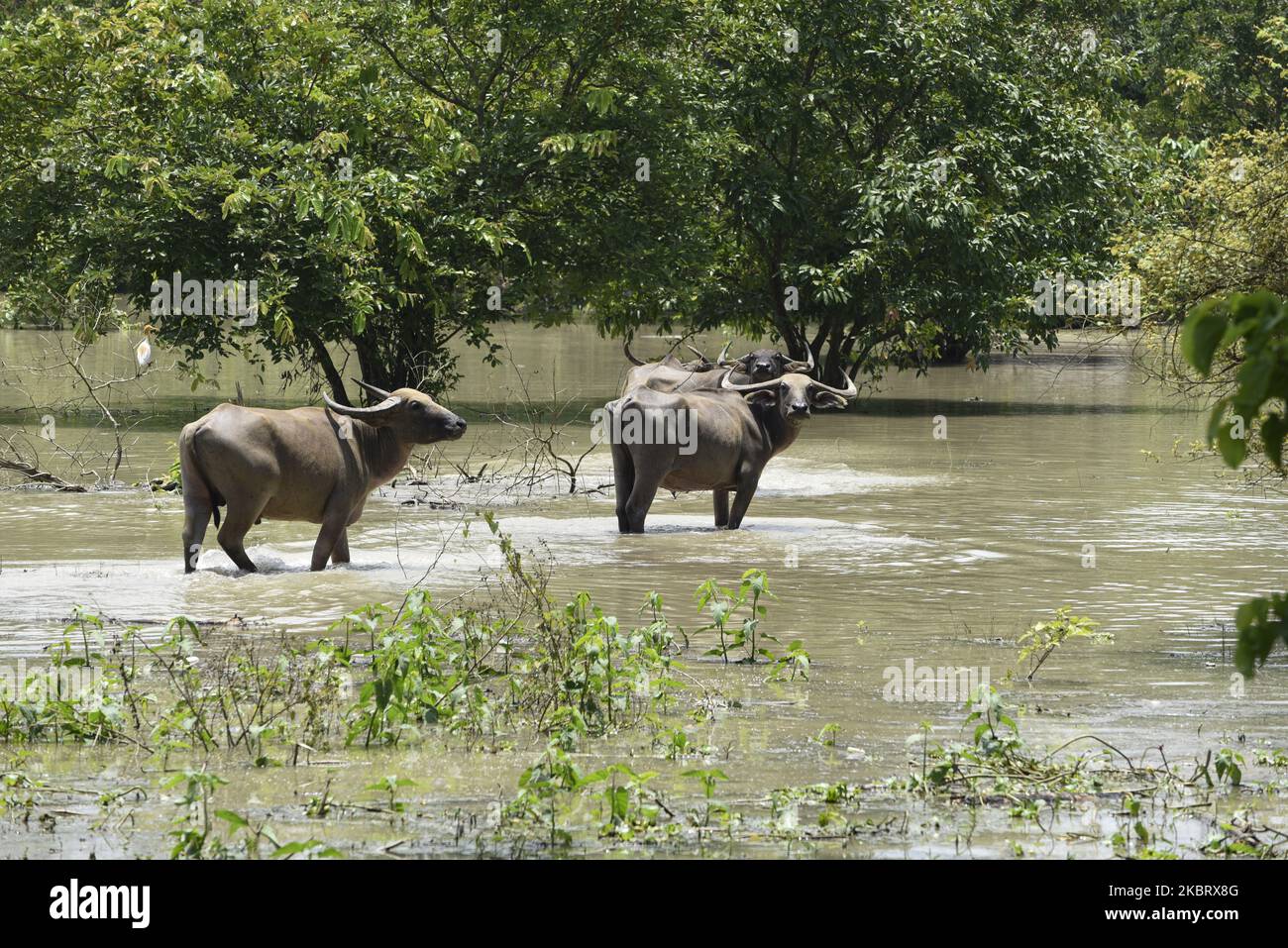 Wild buffaloes at Pobitora Wildlife Sanctuary following flooding in the low-lying areas, in Morigaon district of Assam in India on Tuesday, June 30, 2020. (Photo by David Talukdar/NurPhoto) Stock Photo