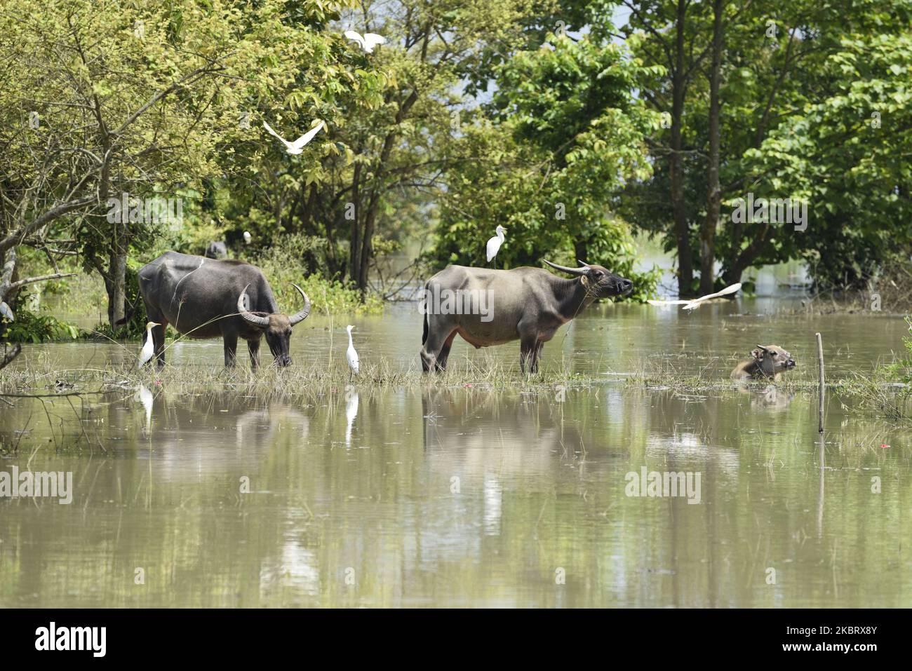 Wild buffaloes at Pobitora Wildlife Sanctuary following flooding in the low-lying areas, in Morigaon district of Assam in India on Tuesday, June 30, 2020. (Photo by David Talukdar/NurPhoto) Stock Photo