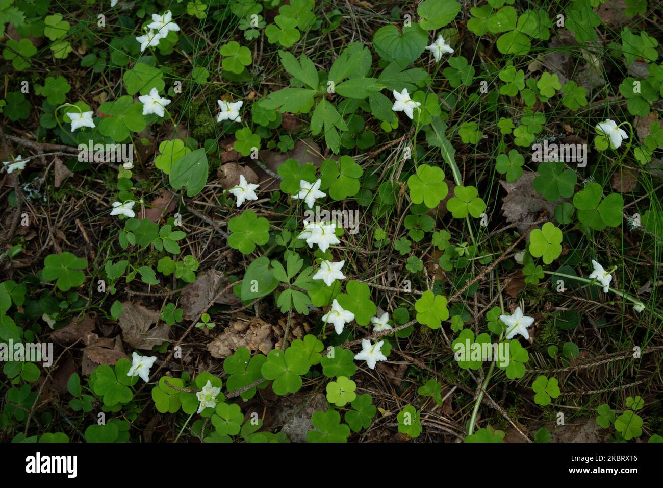 A carpet of One-flowered wintergreens blooming in their environment in a boreal forest in Estonia Stock Photo
