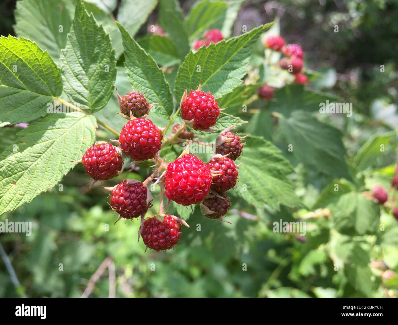 Wild raspberries growing in Toronto, Ontario, Canada. (Photo by ...