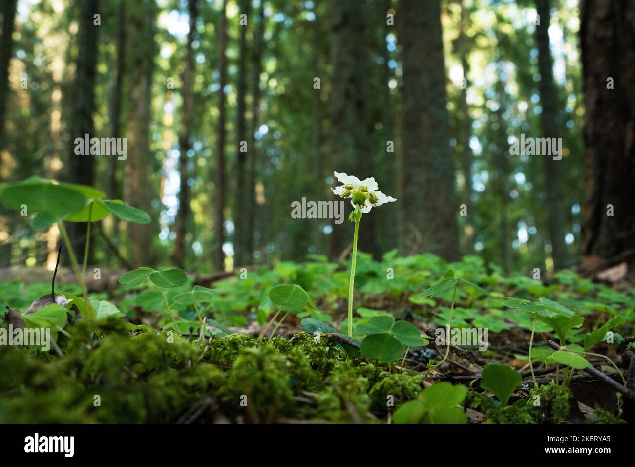 Close-up of a One-flowered wintergreen blooming in its environment in a boreal forest in Estonia Stock Photo
