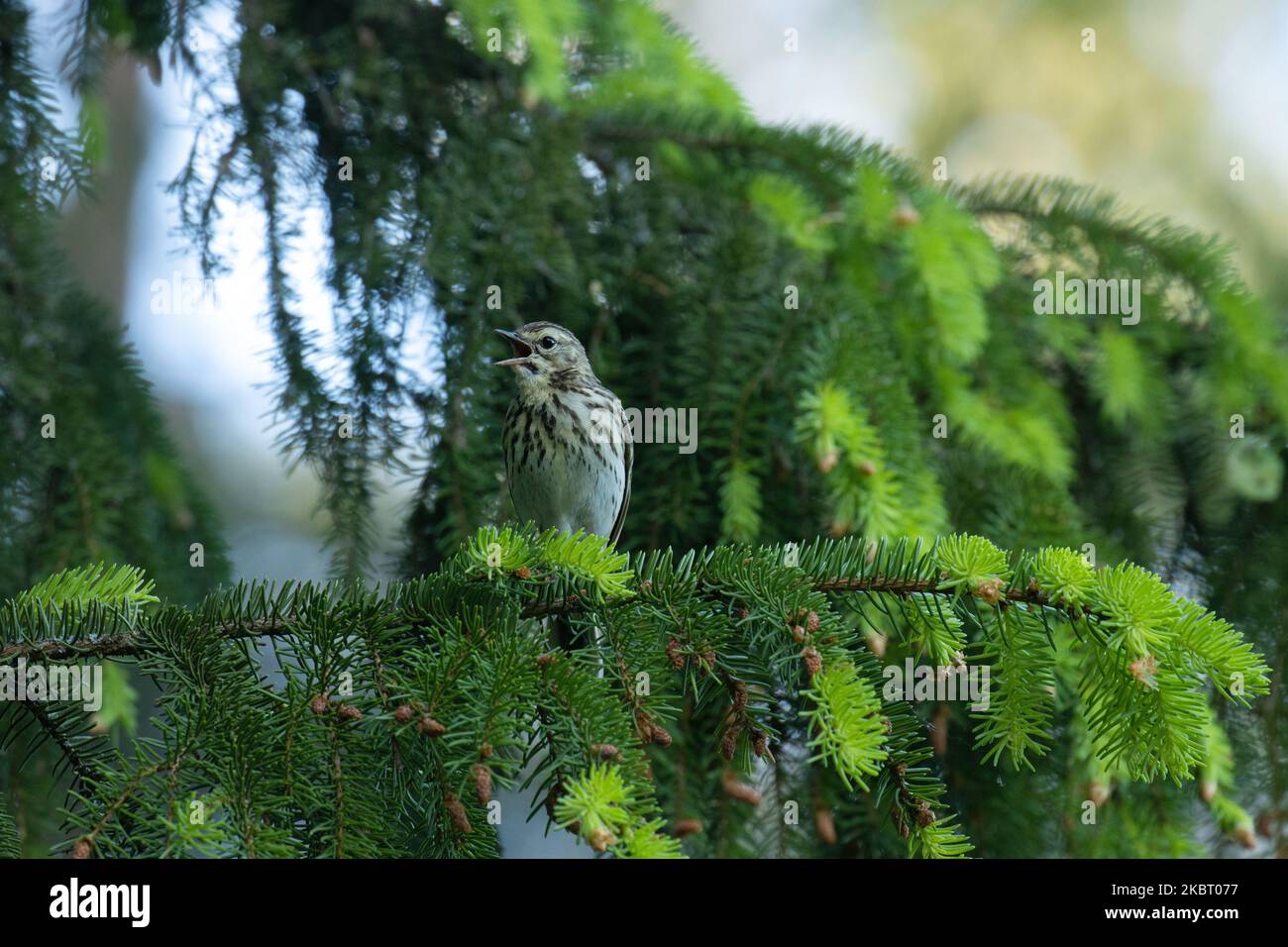 Wood pipit perched on a Spruce branch in a summery boreal forest in Estonia, Northern Europe Stock Photo