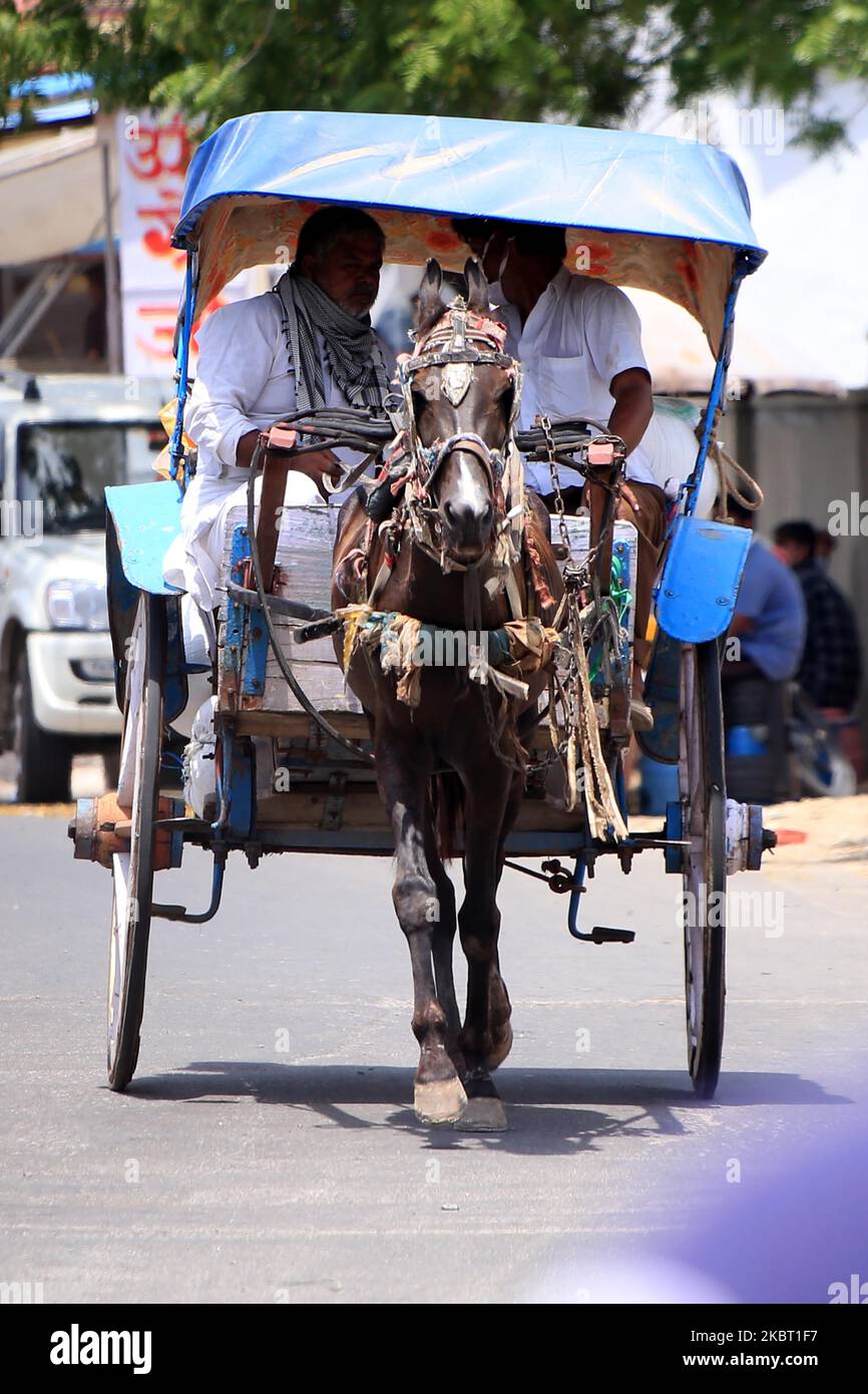 Indian man rides his 'tanga' (horse cart) in Ajmer, in the Indian state of Rajasthan, India on 02 July 2020. (Photo by Himanshu Sharma/NurPhoto) Stock Photo