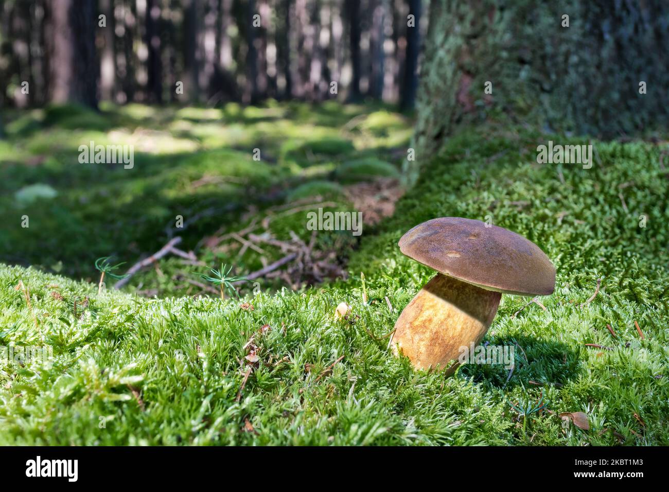 Beautiful pine or pinewood king bolete mushroom growing in nature green moss of autumn forest. Boletus pinophilus. Close-up of delicious edible fungus. Stock Photo