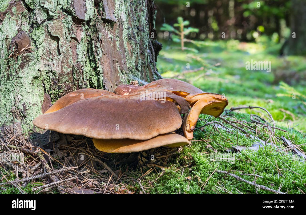 Close-up of inedible velvet-footed pax mushroom growing in coniferous forest. Tapinella atrotomentosa. Brown velvet roll-rim fungus caps in green moss. Stock Photo