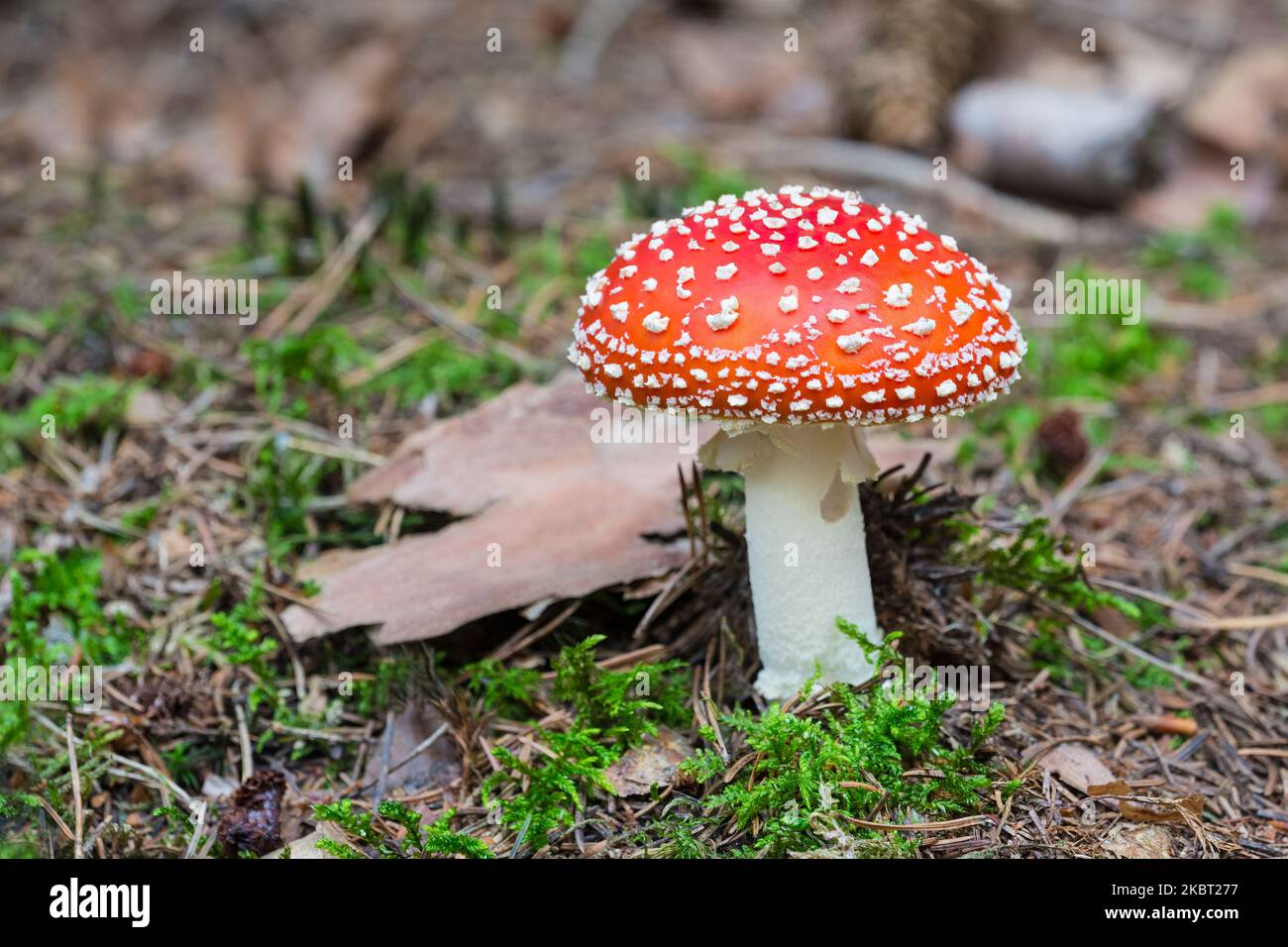Closeup a beautiful fly agaric mushroom with white warty spots on red cap. Amanita muscaria. Dangerous toadstool in nature green moss on forest ground. Stock Photo