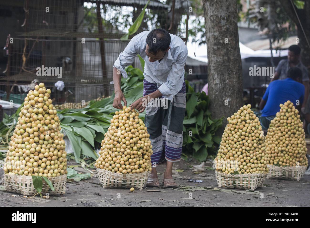 Farmers process Ripe Burmese grape, locally known as latkan, in Narsingdi, Bangladesh on July 4