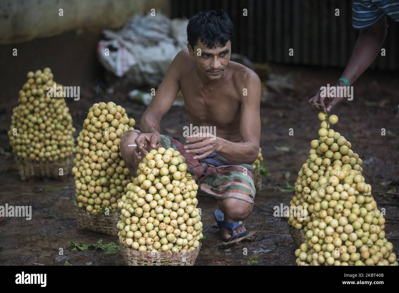 Farmers process Ripe Burmese grape, locally known as latkan, in Narsingdi, Bangladesh on July 4