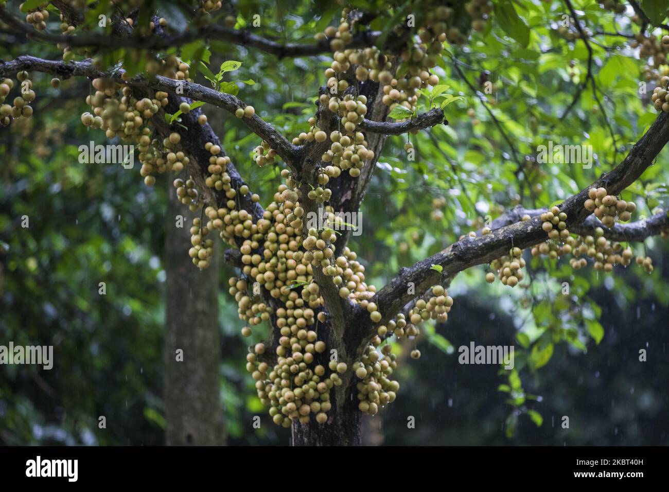 Ripe Burmese grape, locally known as latkan, covers this tree at the orchard in Narsingdi