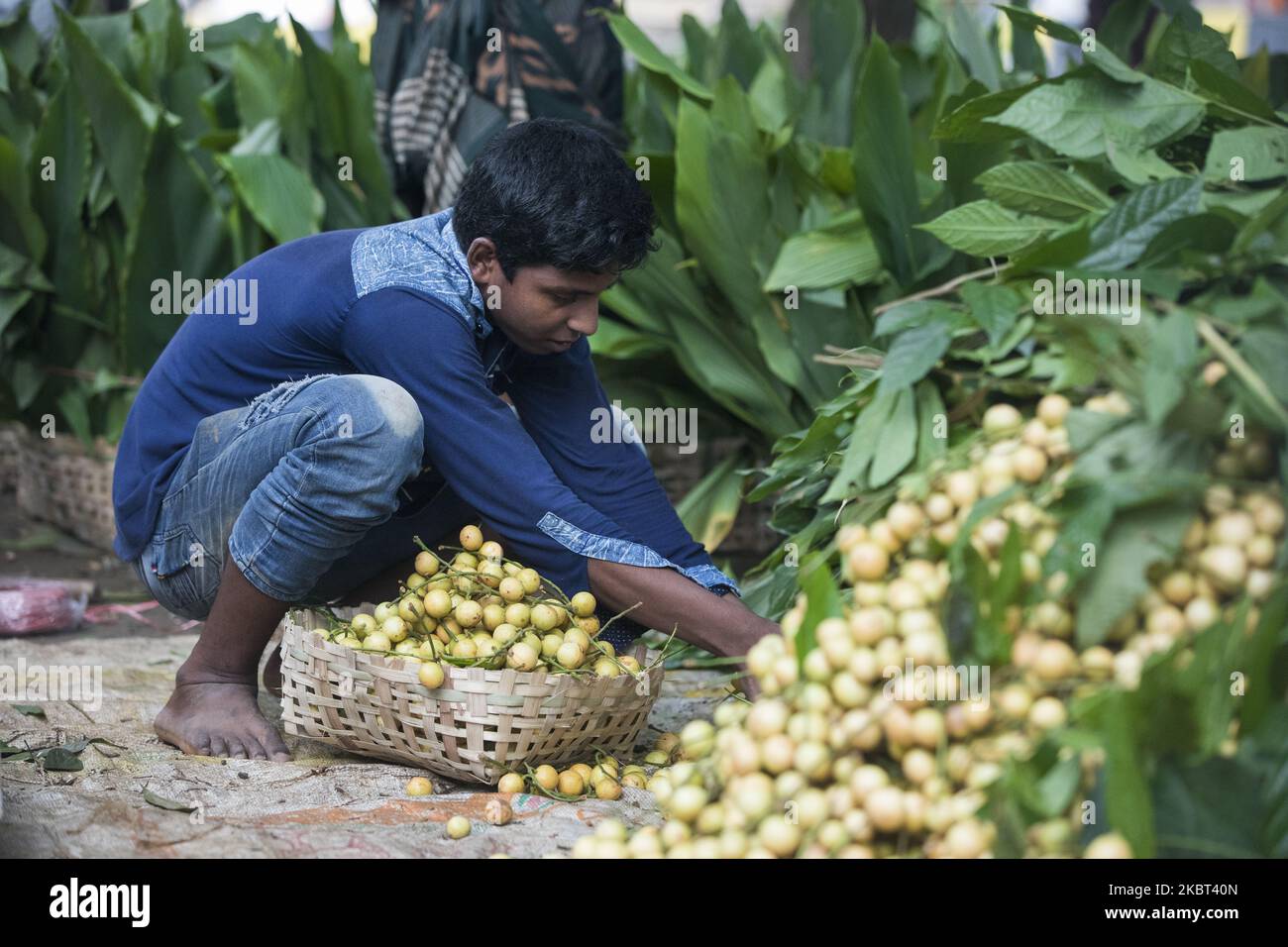 Farmers process Ripe Burmese grape, locally known as latkan, in Narsingdi, Bangladesh on July 4