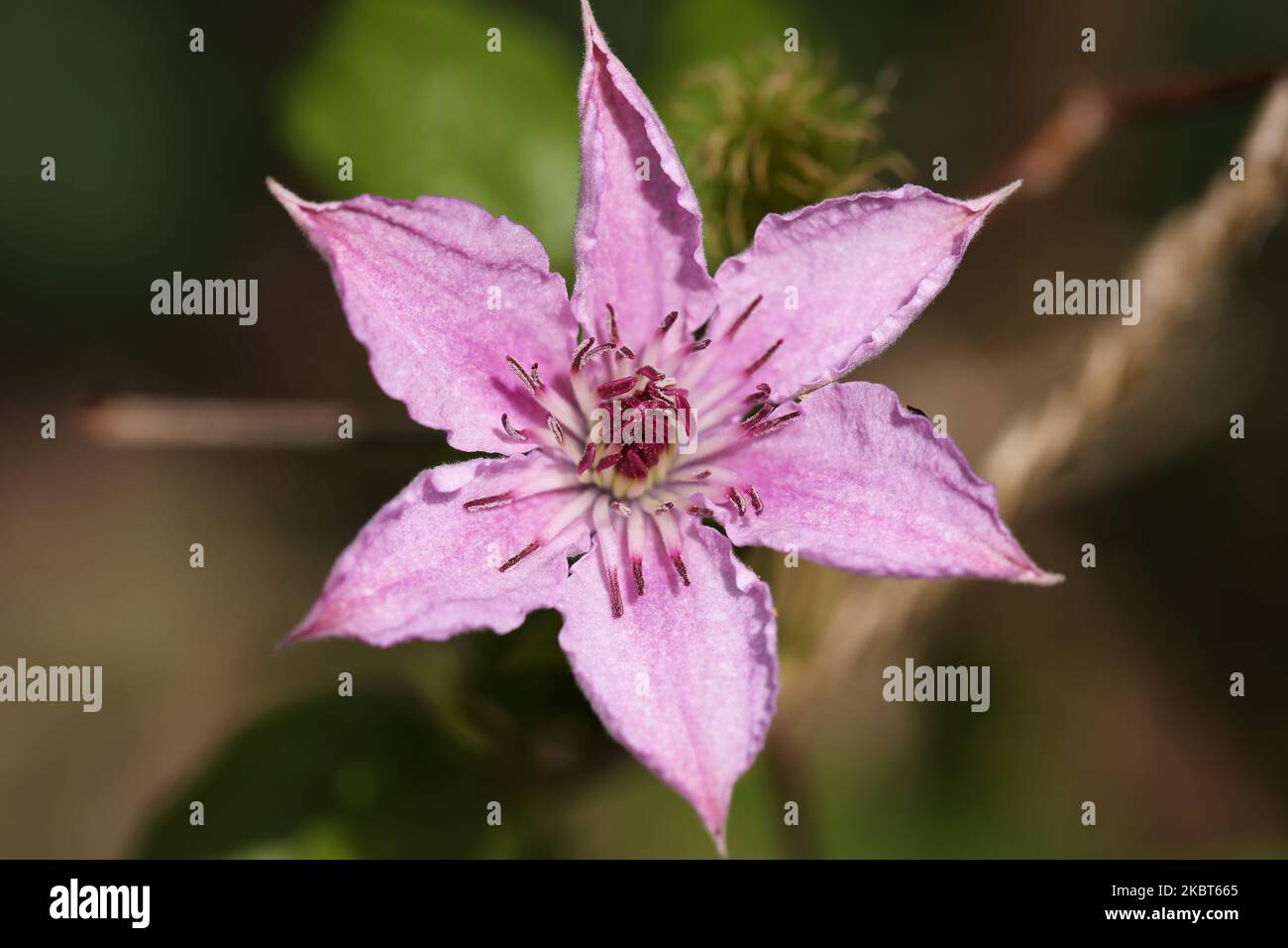 'Pink Fantasy' Clematis Flower Stock Photo