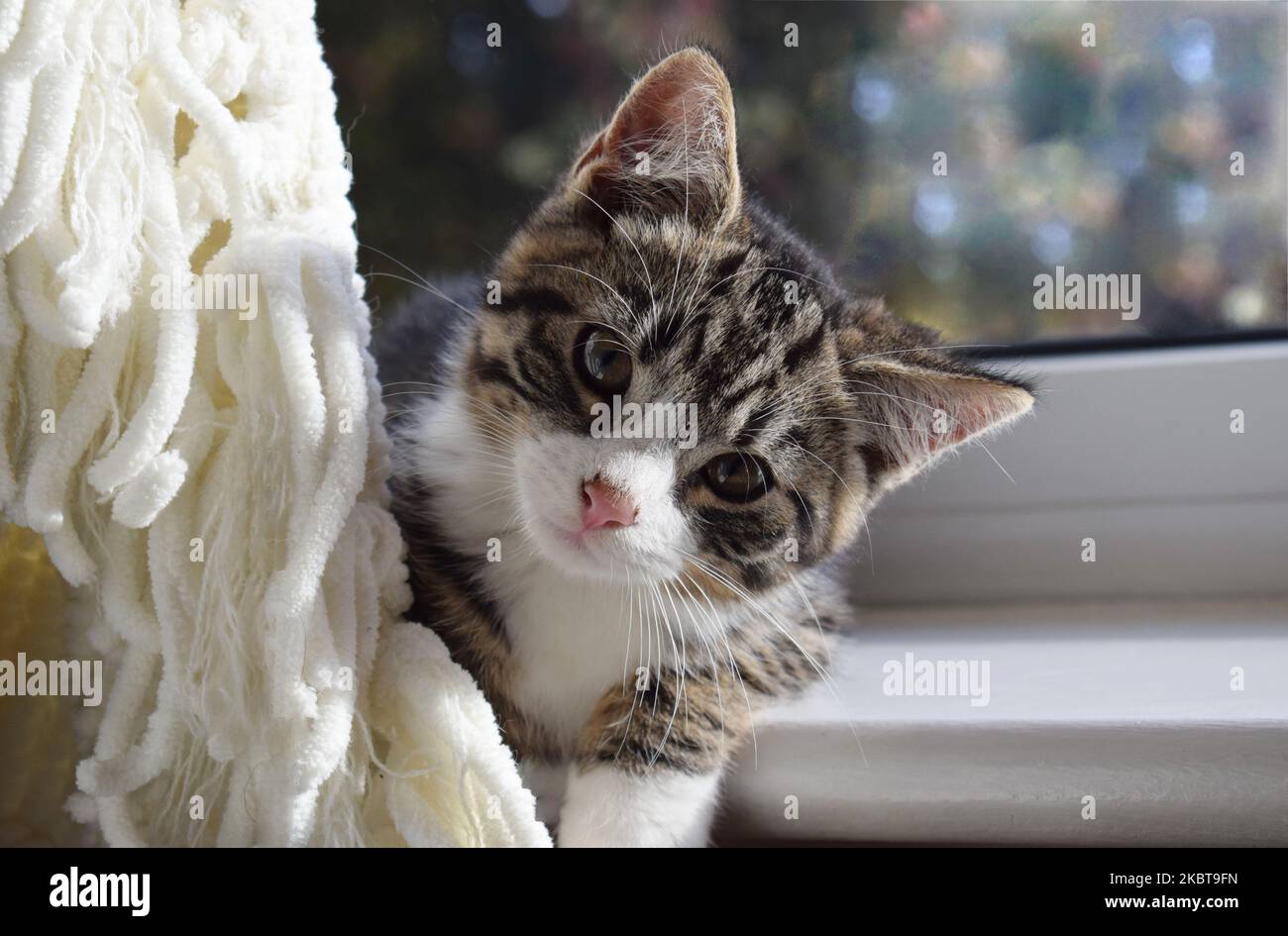A cute tabby and white domestic shirt hair kitten aged approximately 10 weeks old Stock Photo