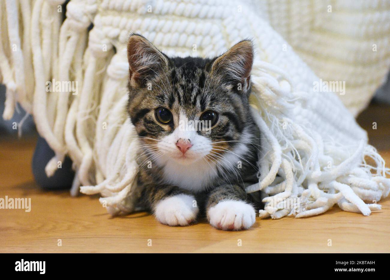 A cute tabby and white domestic shirt hair kitten aged approximately 10 weeks old Stock Photo